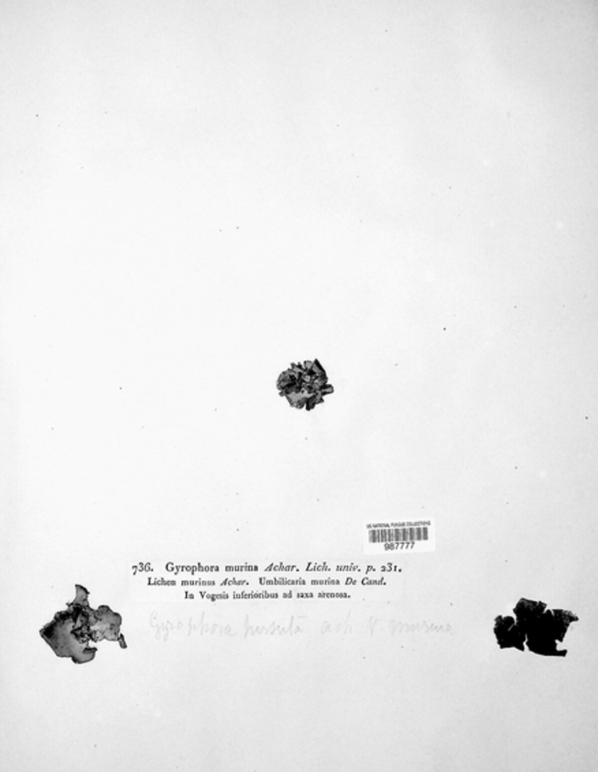 Umbilicaria hirsuta image